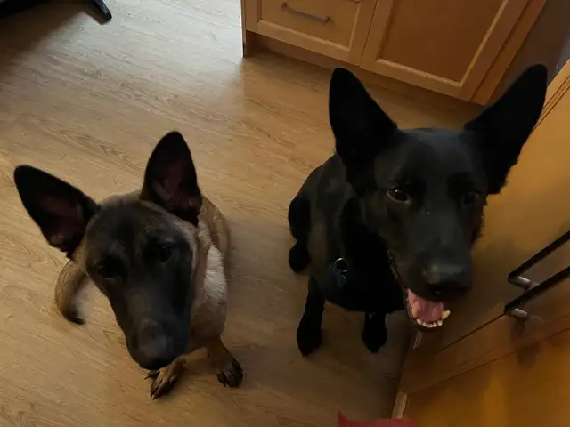 Special Needs Malinois Puppy - For Adoption - Photo 7