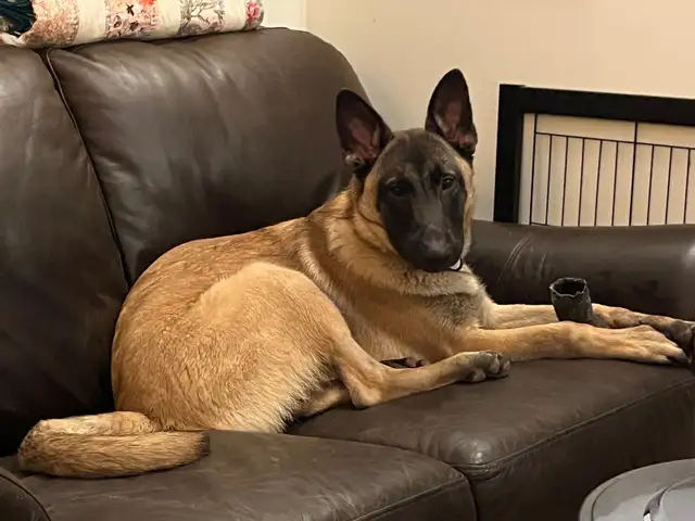 Special Needs Malinois Puppy - For Adoption - Photo 8