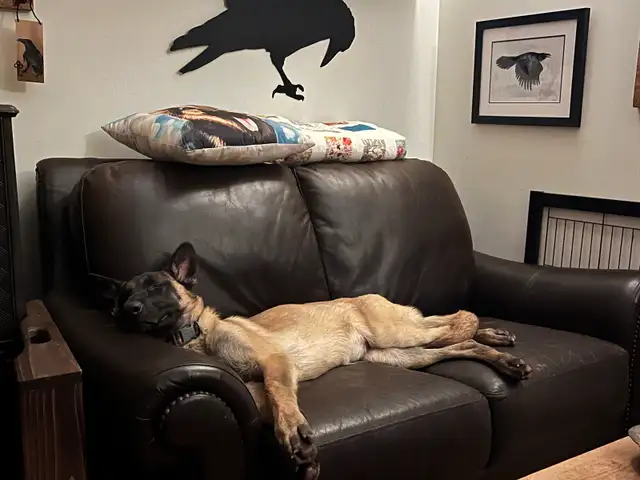 Special Needs Malinois Puppy - For Adoption - Photo 9