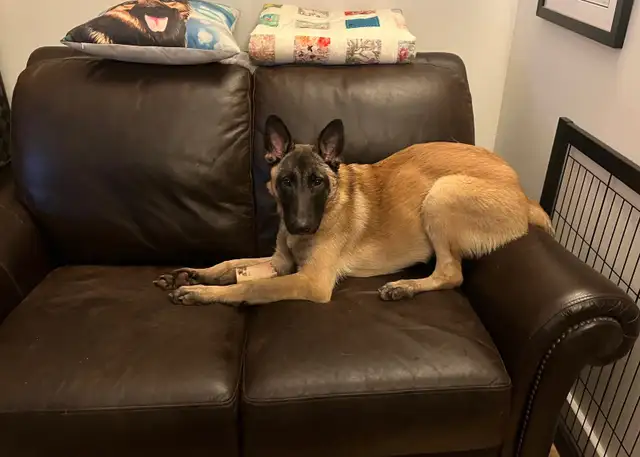 Special Needs Malinois Puppy - For Adoption - Photo 10