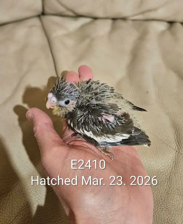 Healthy,  Baby gray Cockatiel