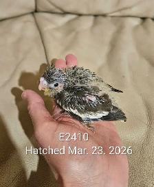Healthy,  Baby gray Cockatiel