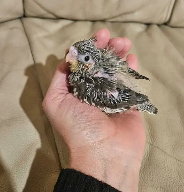 Healthy,  Baby gray Cockatiel - Photo 3