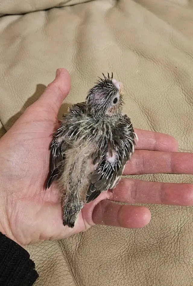 Healthy,  Baby gray Cockatiel - Photo 4
