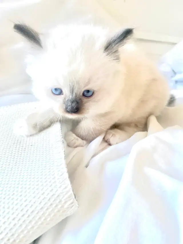 BEAUTIFUL BICOLOR BABY RAGDOLLS !! - Photo 3