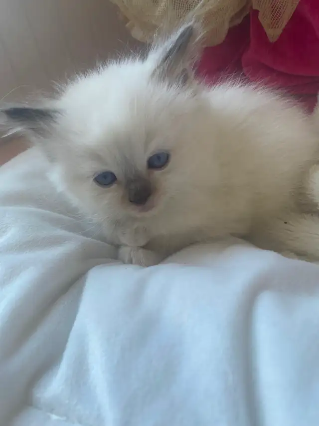 BEAUTIFUL BICOLOR BABY RAGDOLLS !! - Photo 9