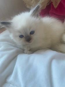 BEAUTIFUL BICOLOR BABY RAGDOLLS !! - Photo 9