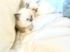 BEAUTIFUL BICOLOR BABY RAGDOLLS !! - Photo 10