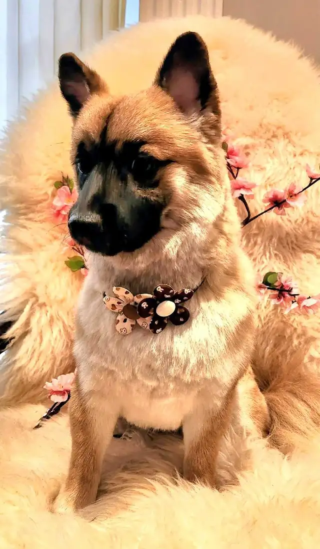 Professional Dog Grooming in NorthYork - from $6 - Photo 5