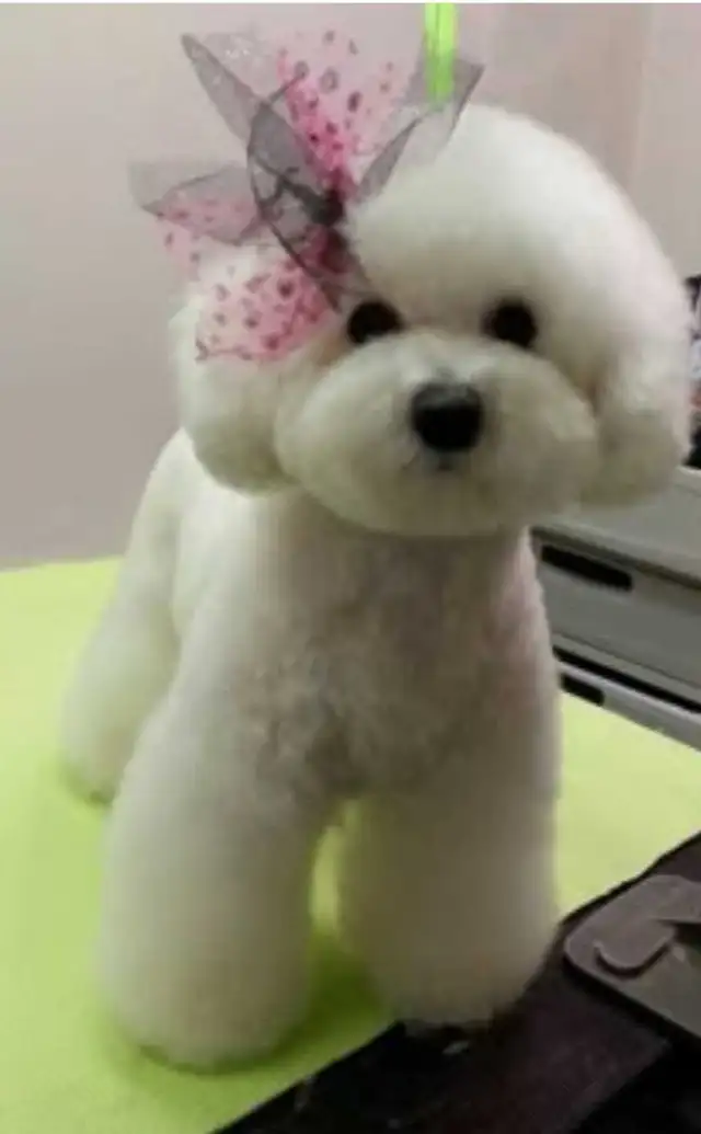 Professional Dog Grooming in NorthYork - from $6 - Photo 6