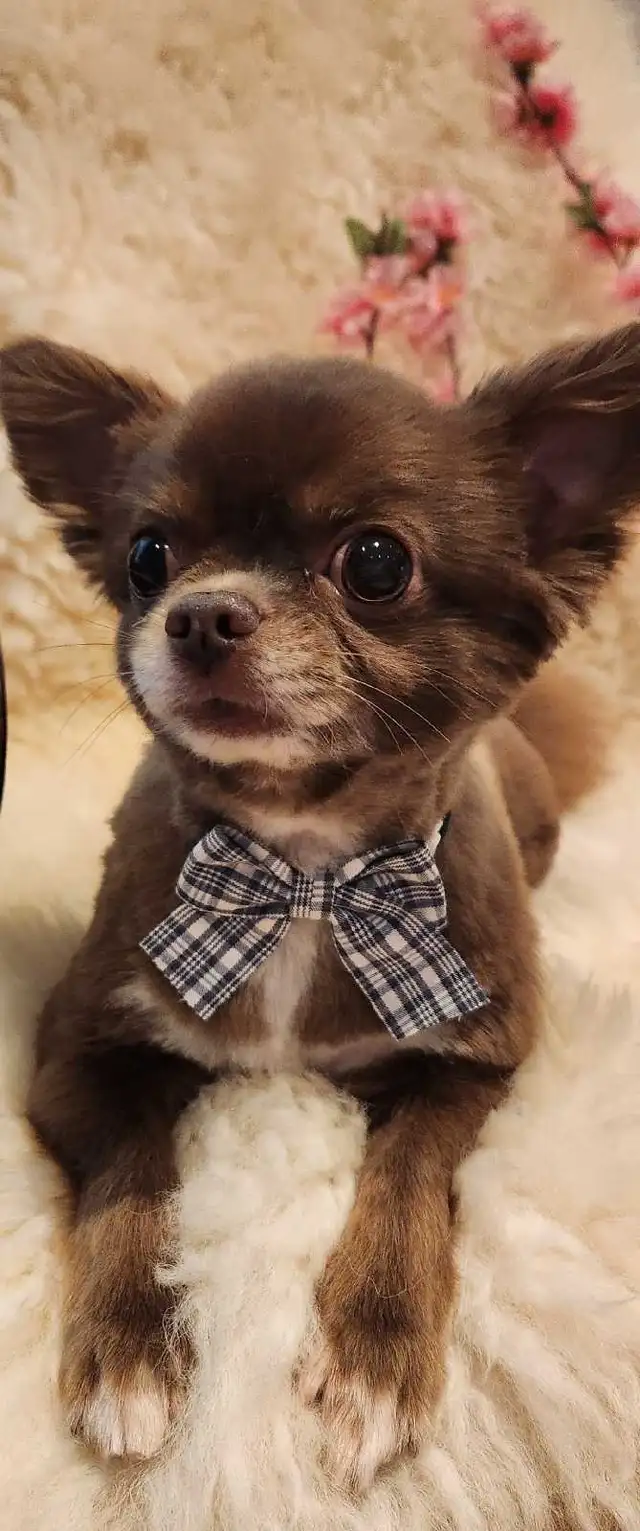 Professional Dog Grooming in NorthYork - from $6 - Photo 8