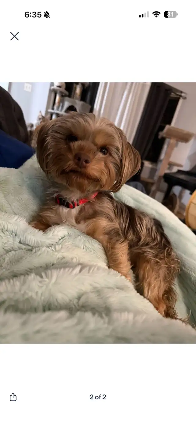 Yorkie and Morkie Available