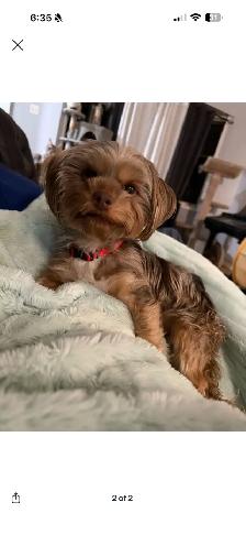 Yorkie and Morkie Available