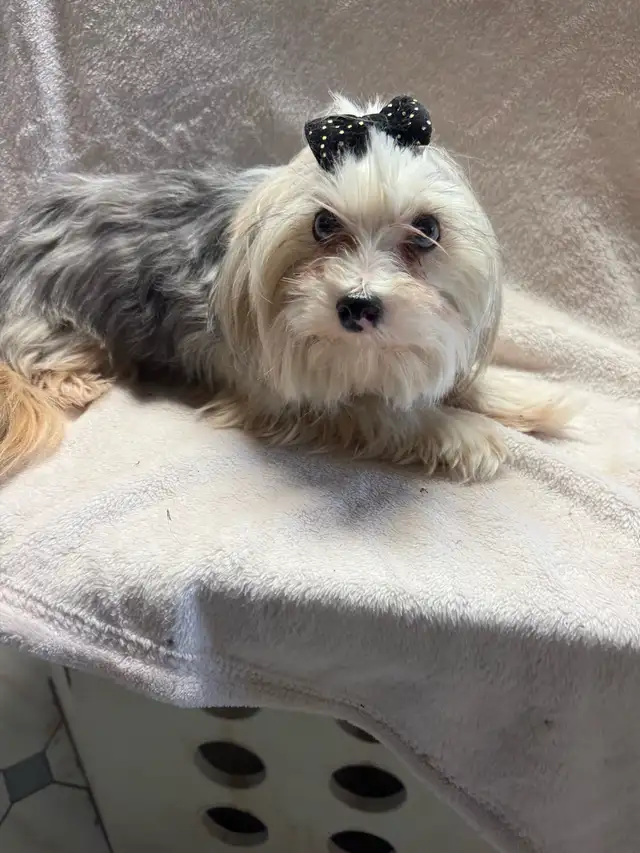 Yorkie and Morkie Available - Photo 2