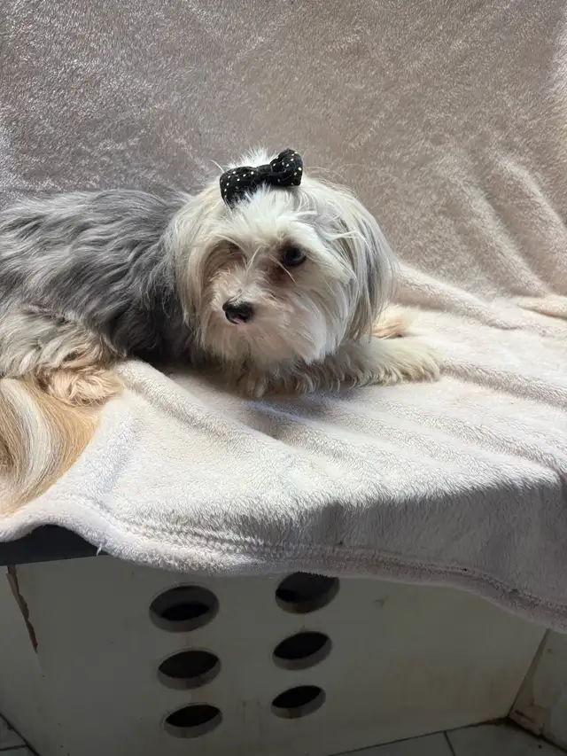 Yorkie and Morkie Available - Photo 3