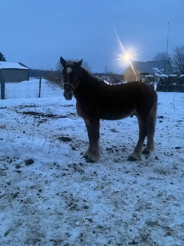 Belgian team - Photo 2