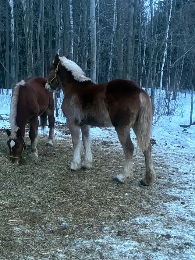 Belgian team - Photo 3