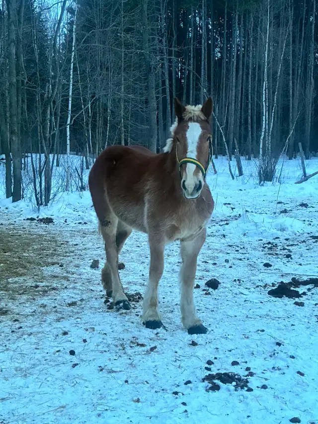 Belgian team - Photo 4