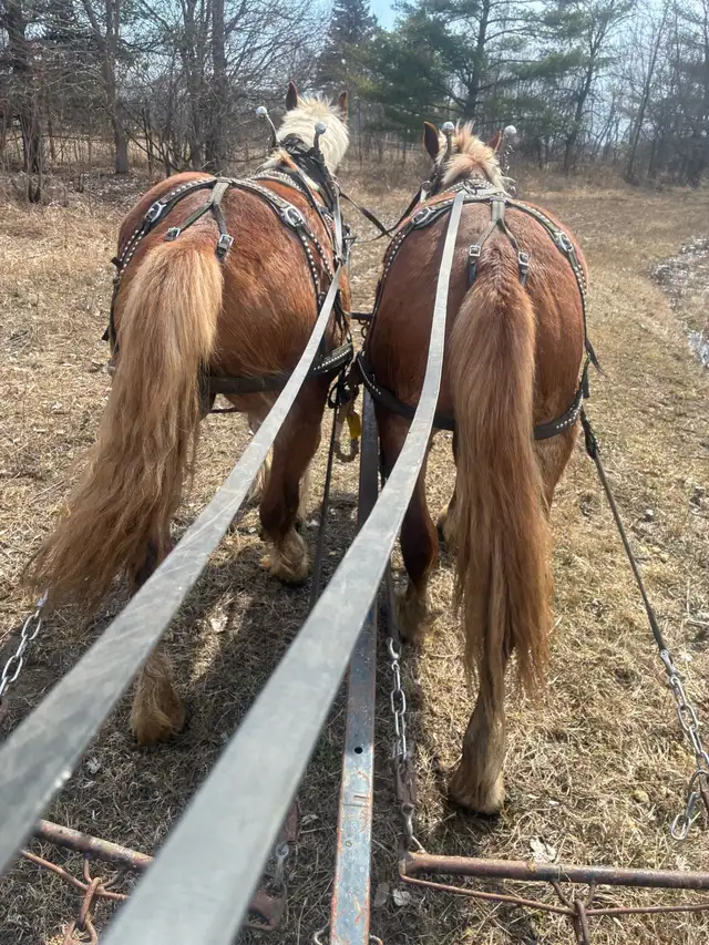 Belgian team - Photo 5