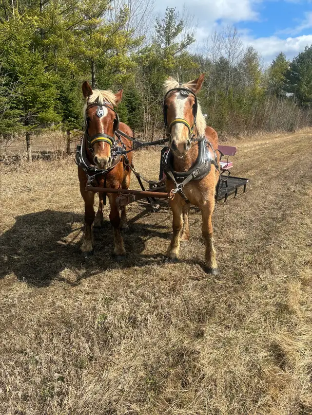 Belgian team - Photo 6