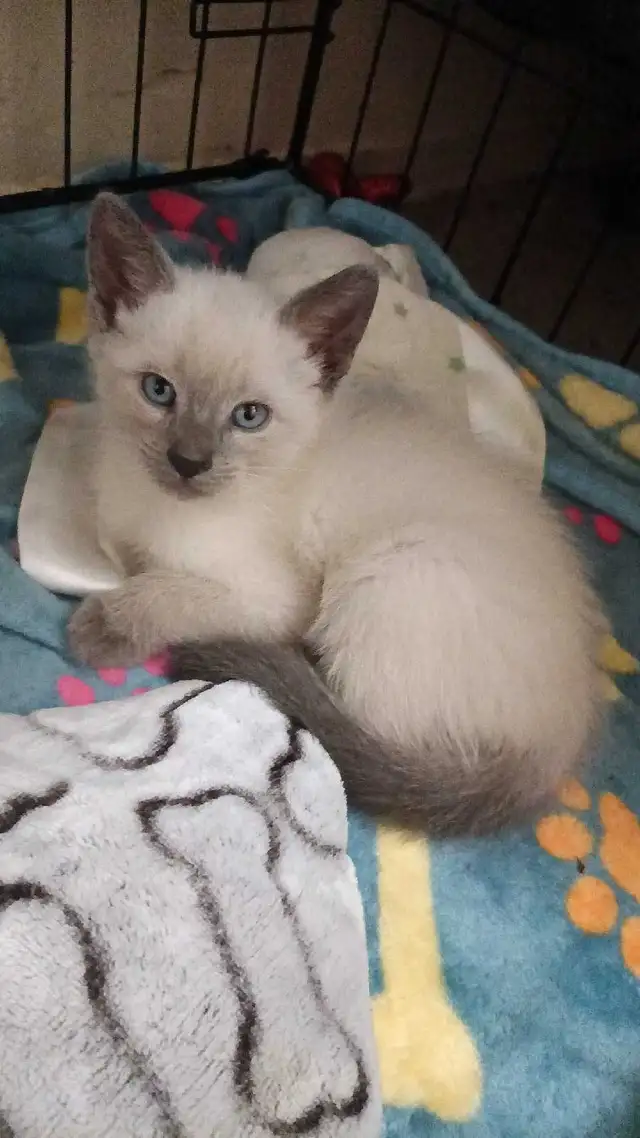 READY NOW 2 LAST SIAMESE