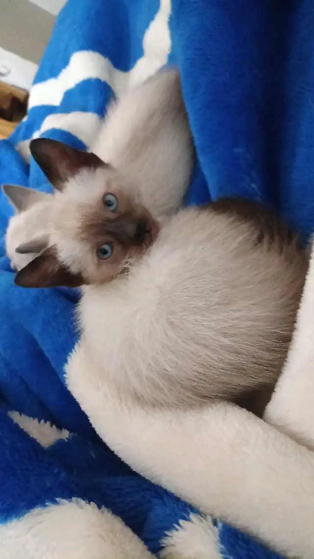 READY NOW 2 LAST SIAMESE - Photo 3