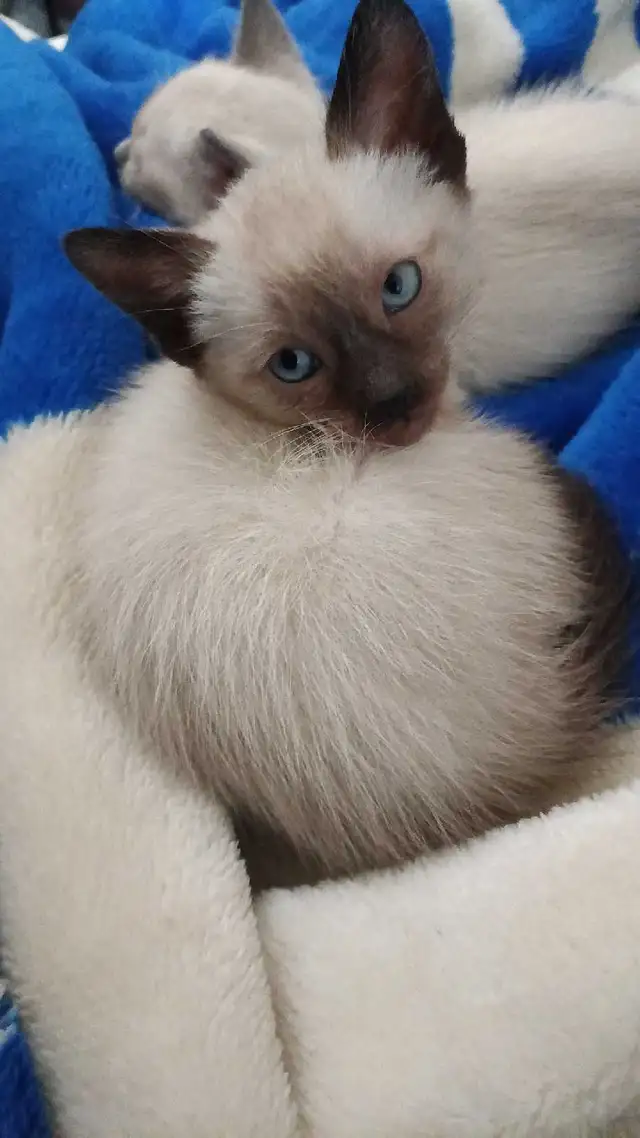 READY NOW 2 LAST SIAMESE - Photo 4