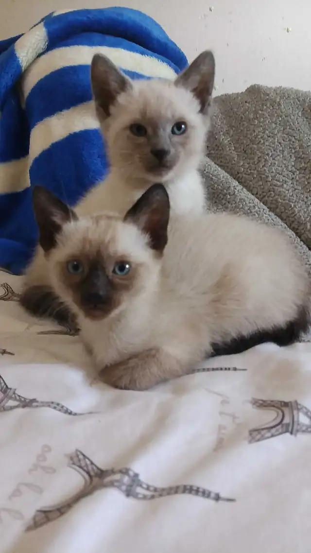 READY NOW 2 LAST SIAMESE - Photo 5