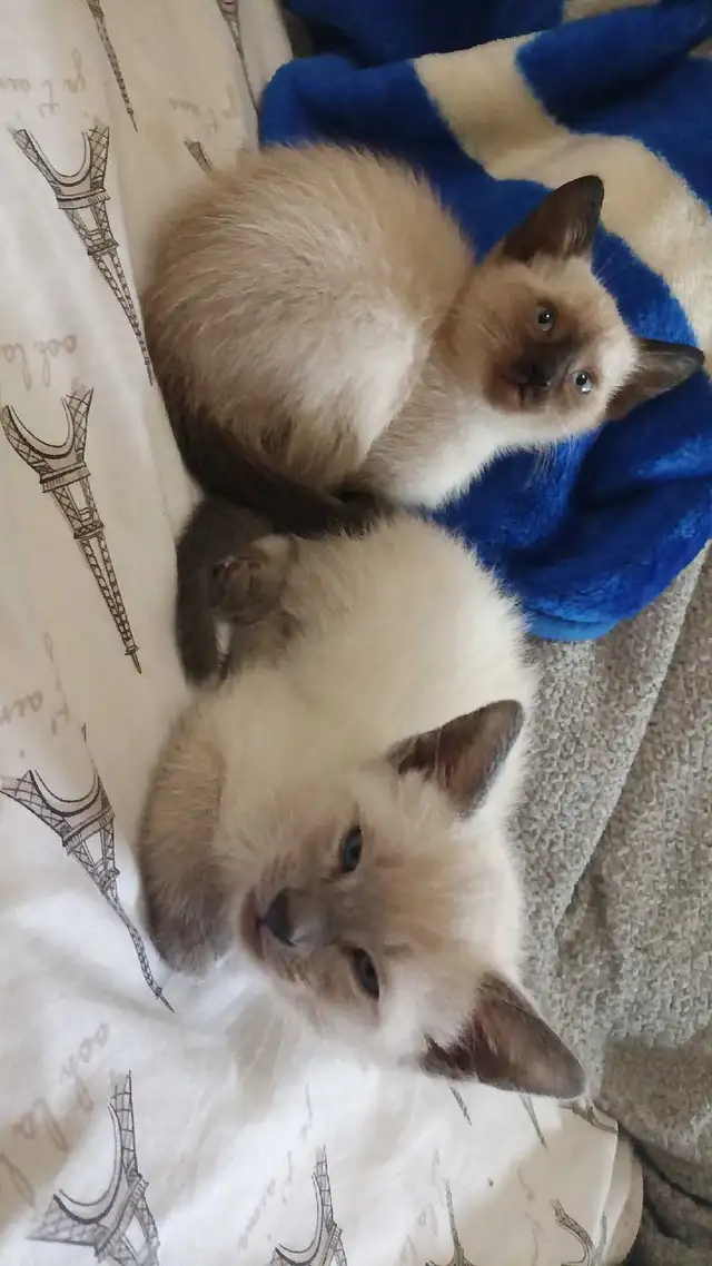 READY NOW 2 LAST SIAMESE - Photo 6