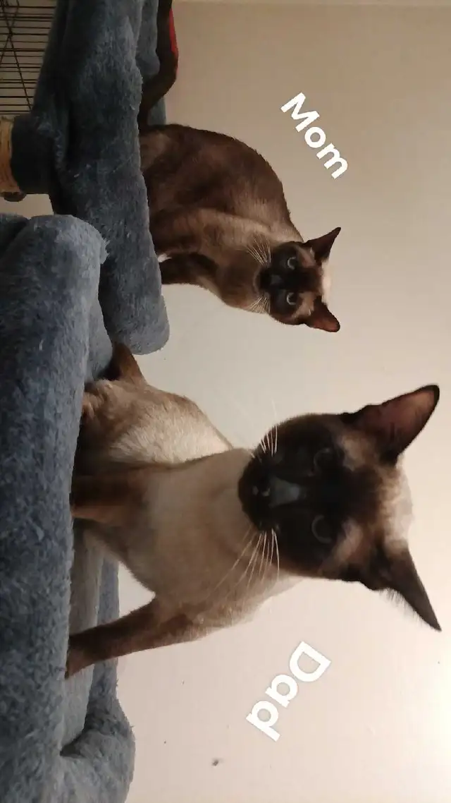 READY NOW 2 LAST SIAMESE - Photo 9