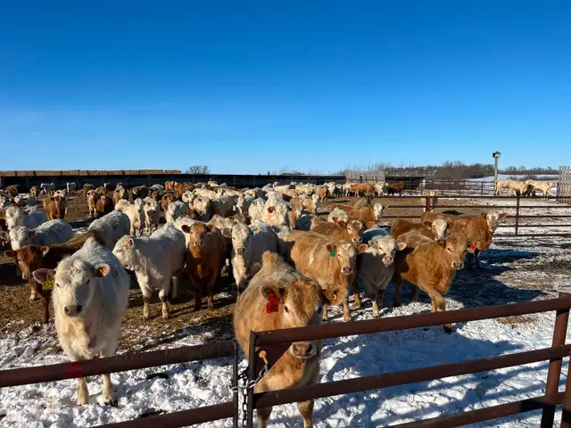 Open heifers for sale