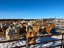 Open heifers for sale