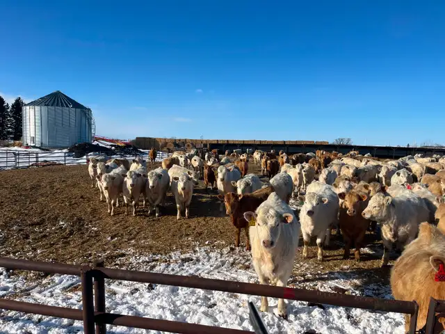 Open heifers for sale - Photo 2