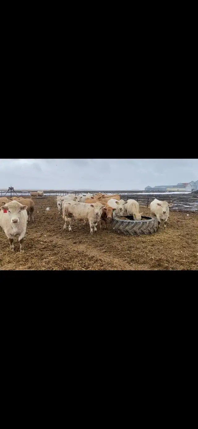 Open heifers for sale - Photo 3