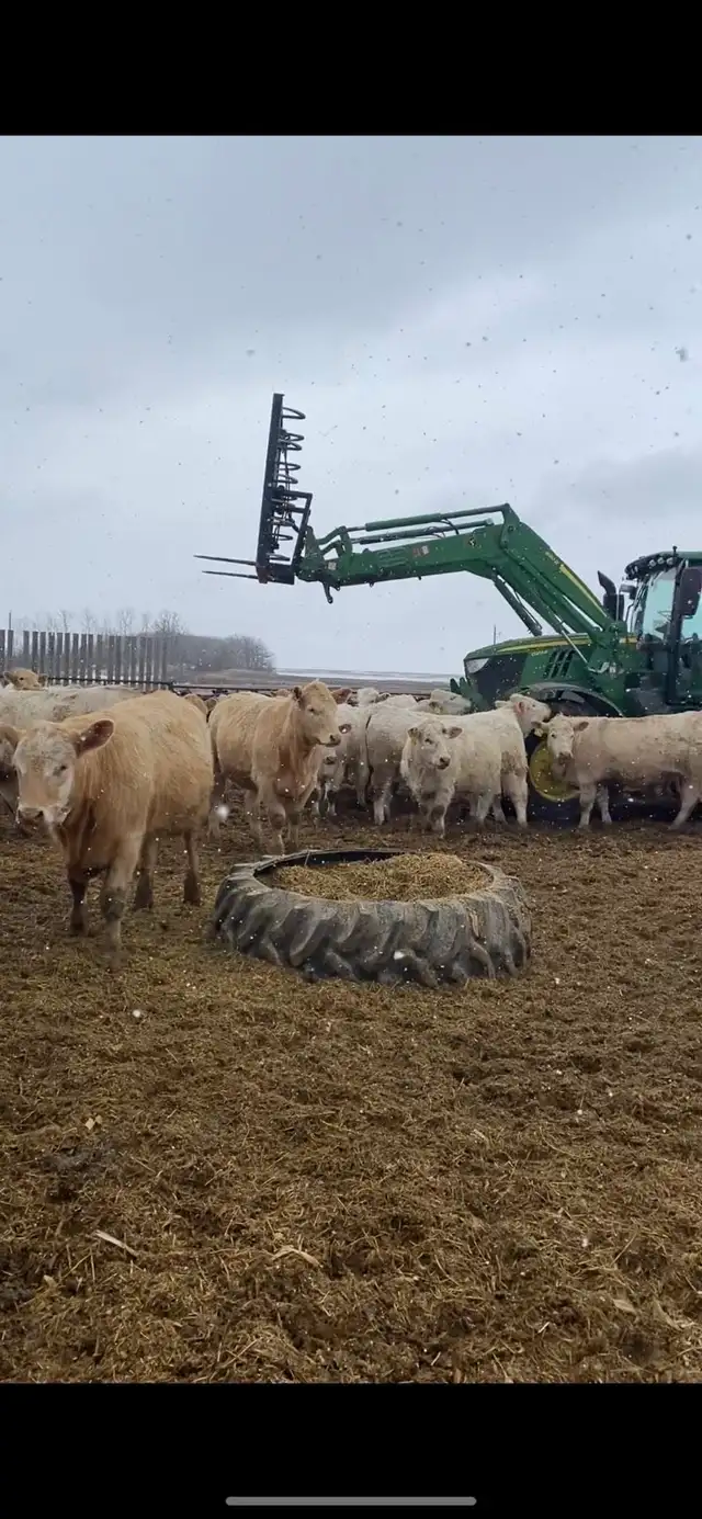 Open heifers for sale - Photo 4