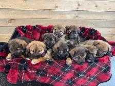 Kangal/San Anatolian Shepherd Mix Puppies