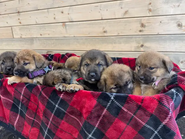 Kangal/San Anatolian Shepherd Mix Puppies - Photo 2