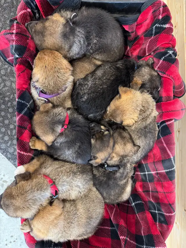 Kangal/San Anatolian Shepherd Mix Puppies - Photo 4