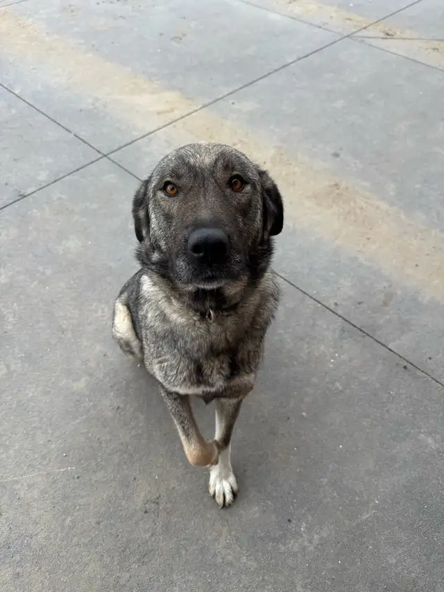 Kangal/San Anatolian Shepherd Mix Puppies - Photo 5