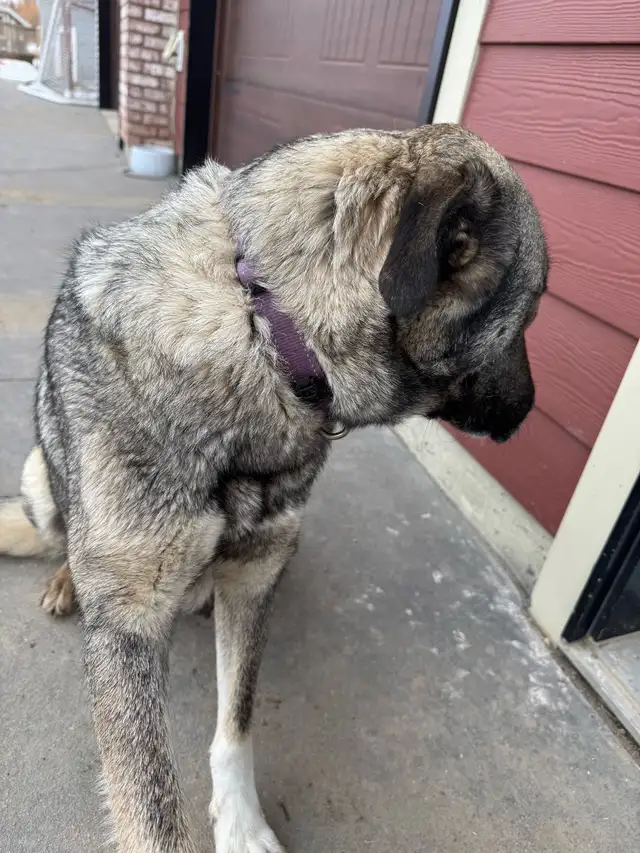 Kangal/San Anatolian Shepherd Mix Puppies - Photo 6