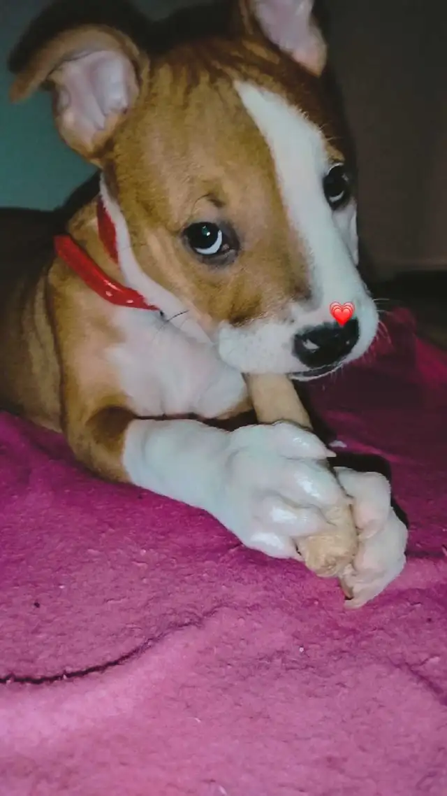 chiot femelle - Photo 7