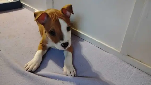 chiot femelle - Photo 8