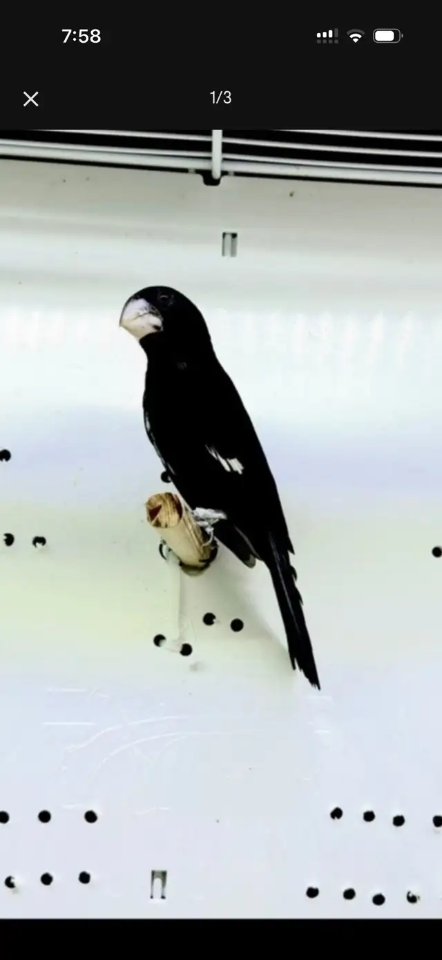 Twa Twa (Bicodo) - Photo 2