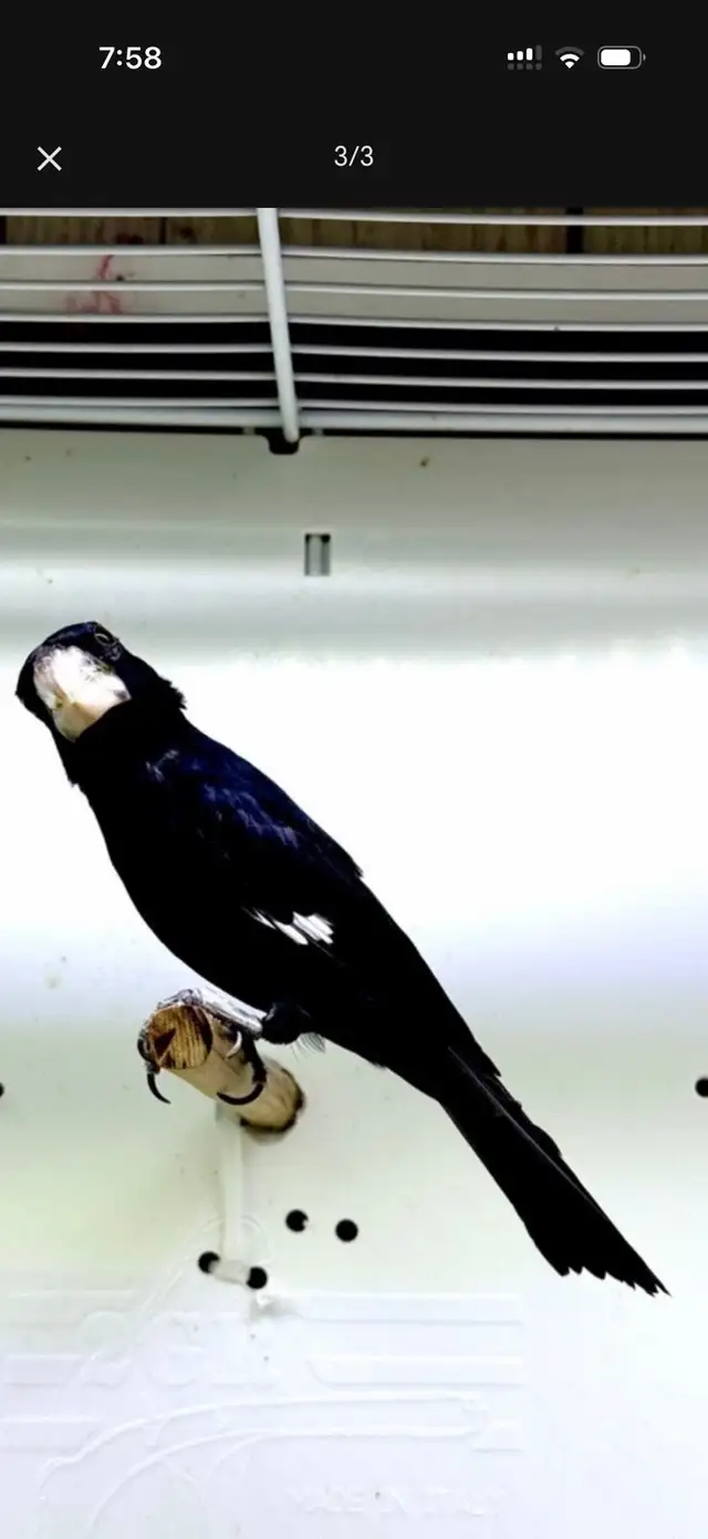 Twa Twa (Bicodo) - Photo 3