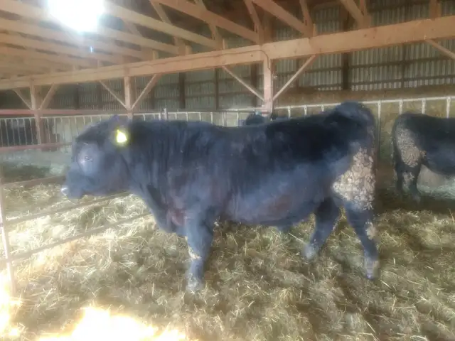 Purebred Black Angus bulls.