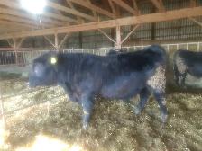 Purebred Black Angus bulls.