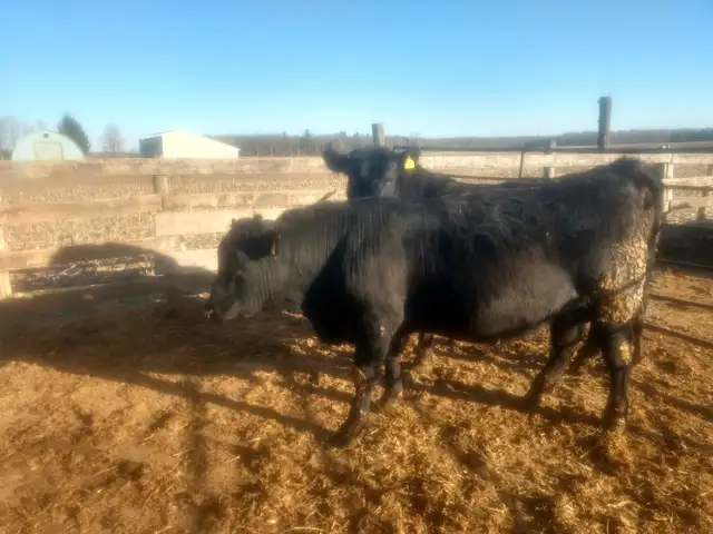 Purebred Black Angus bulls. - Photo 3