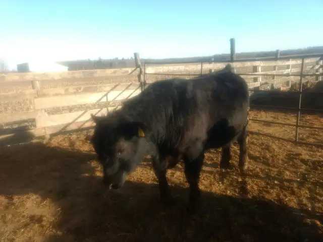 Purebred Black Angus bulls. - Photo 4
