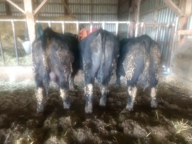 Purebred Black Angus bulls. - Photo 5