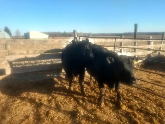 Purebred Black Angus bulls. - Photo 6